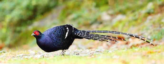 台湾特有鸟类——黑长尾雉（帝雉）