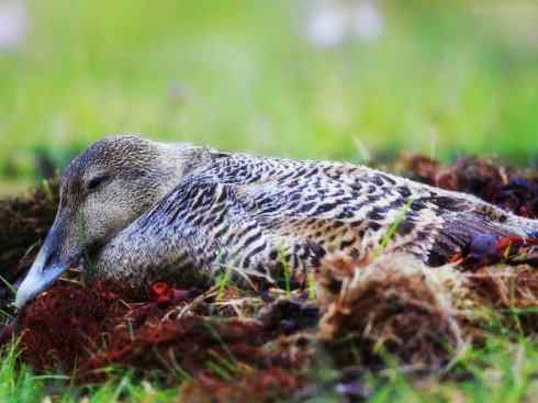 鸟类之最:欧绒鸭 鸟类之最:欧绒鸭