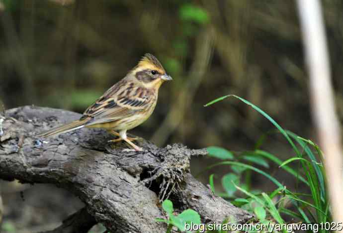 雌性黄喉鹀（3）