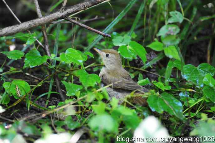 厚嘴苇莺(2) 厚嘴苇莺(2)