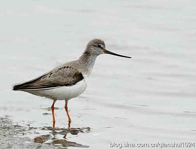 来去匆匆翘嘴鹬