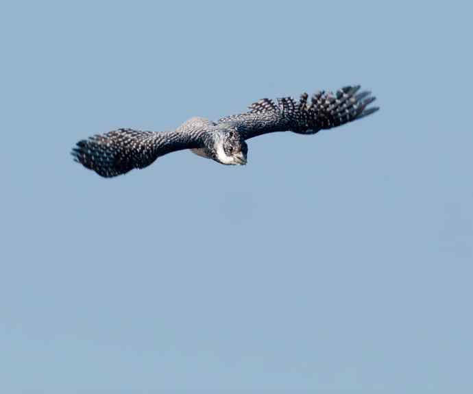 一次拍鸟会友的愉快经历