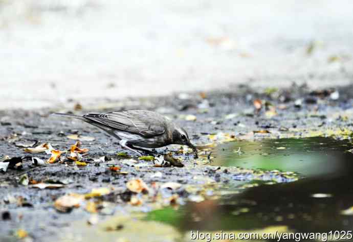 赤颈鸫的一个亚种（记录版）