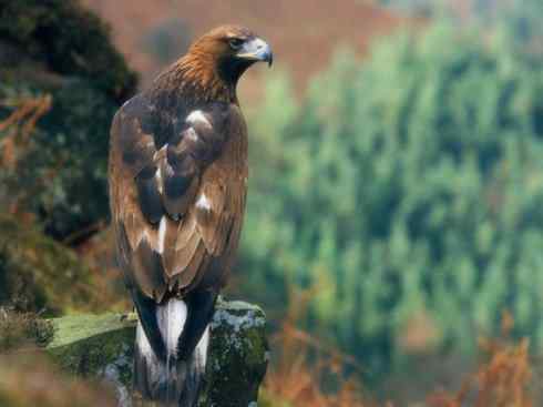 家禽驯化之源之六