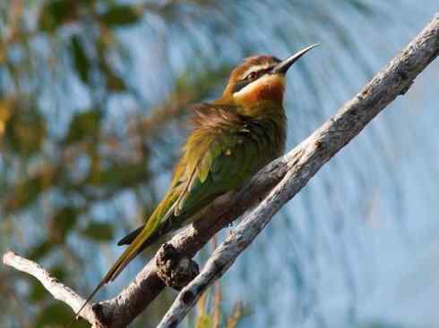 绝色攀禽:佛法僧目之蜂虎 绝色攀禽:佛法僧目之蜂虎