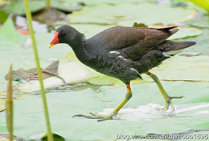 黑水鸡育雏 黑水鸡育雏