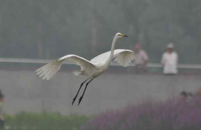 奥林匹克公园白鹭飞 wbr2