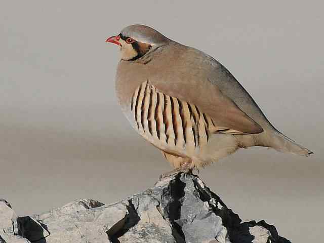 石鸡 wbr. wbr时机