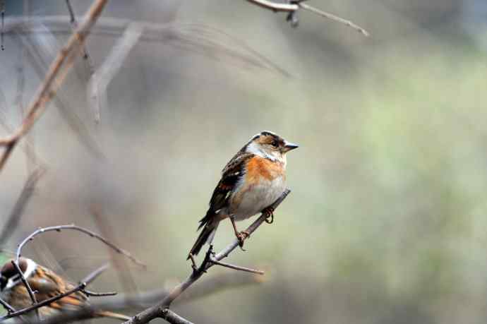 燕雀(抓拍)7 燕雀(抓拍)7