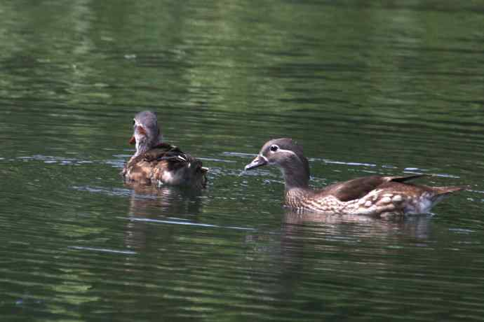 摄鸟拾趣 wbr鸳鸯的再邂逅（亚成）2012.06
