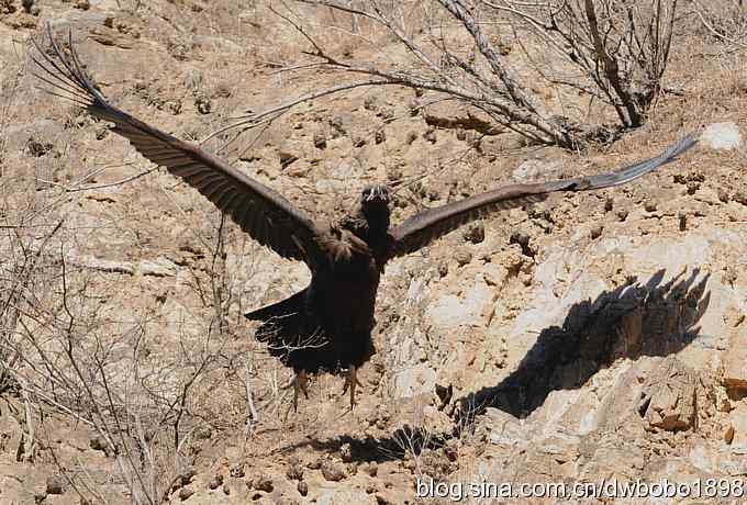 走近秃鹫:一段撼人心魄的拍摄经历 走近秃鹫:一段撼人心魄的拍摄经历