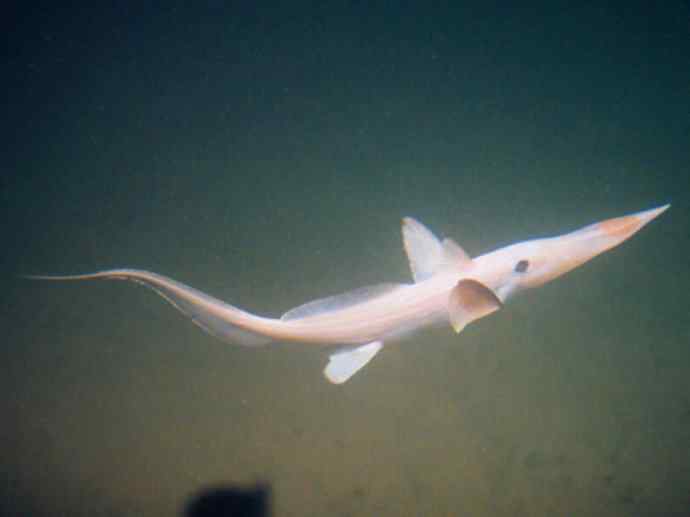 鱼类活化石：长吻银鲛