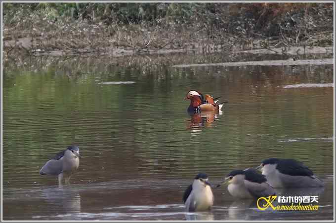 鸳鸯&bull;小翠远摄【照片】