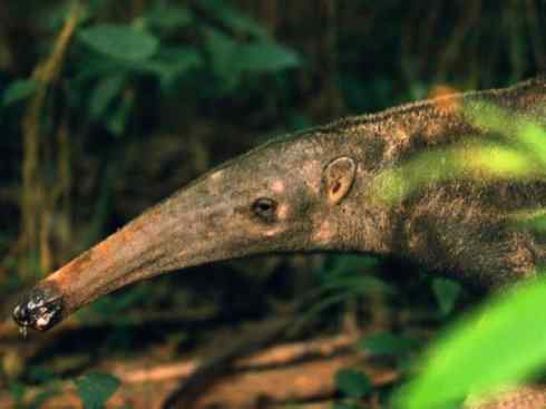 盘点十二大著名食蚁动物:食蚁兽 盘点十二大著名食蚁动物:食蚁兽