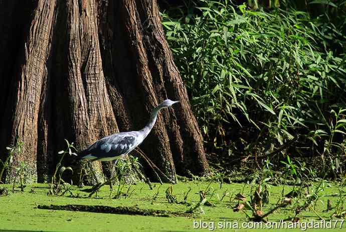未成年的大蓝鹭