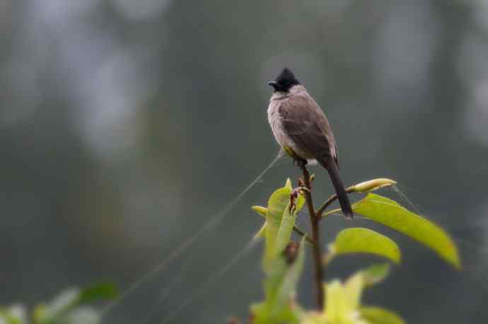 近几天拍到的鸟（拍鸟季来了鈥斺敼！）