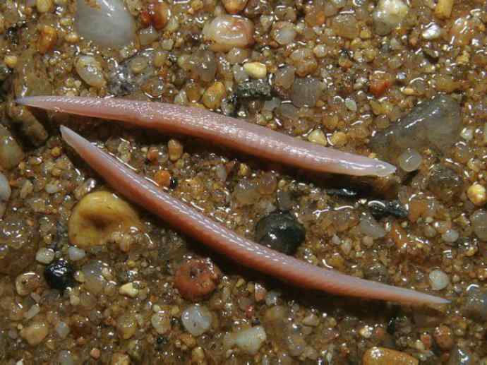 鱼类活化石:盲鳗 鱼类活化石:盲鳗