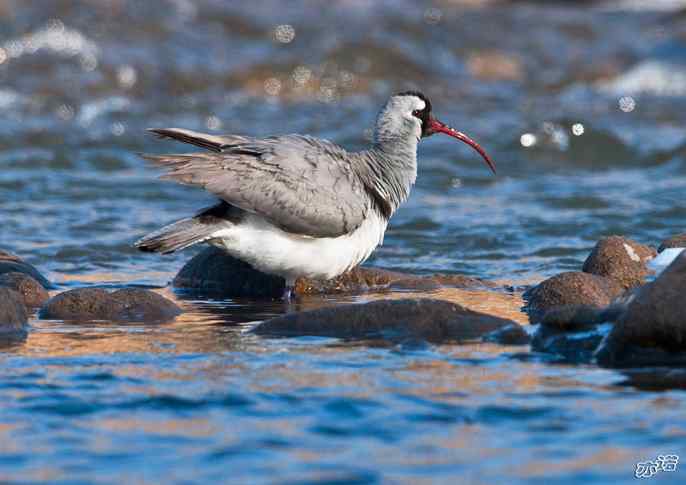 又见鹮(huán wbr)嘴鹬(yù) 又见鹮(huán wbr)嘴鹬(yù)