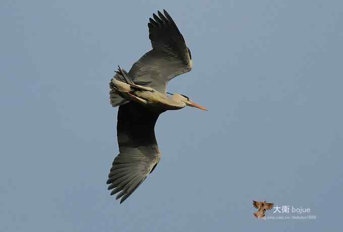 春天奏鸣曲：苍鹭的幸福生活
