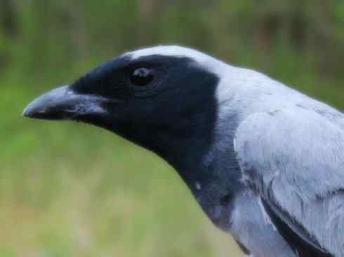 雀鸟也彪悍：空中精灵(燕鵙科)