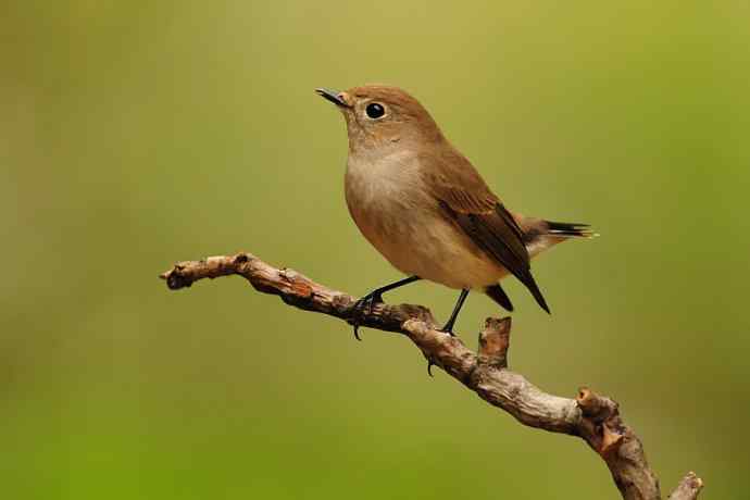【综合】蓝歌邀宠 wbr五喉闹秋