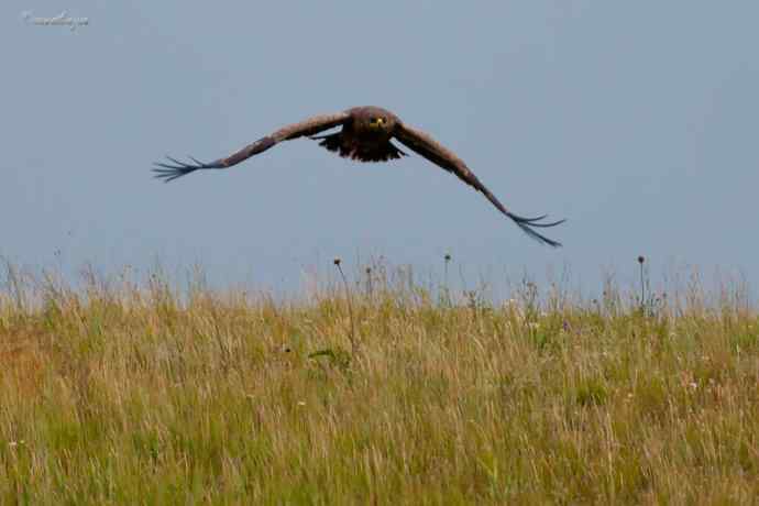 我和草原雕有个约定