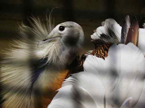 鸟类之最：大鸨