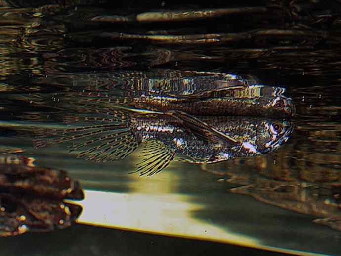 鱼类活化石：齿蝶鱼