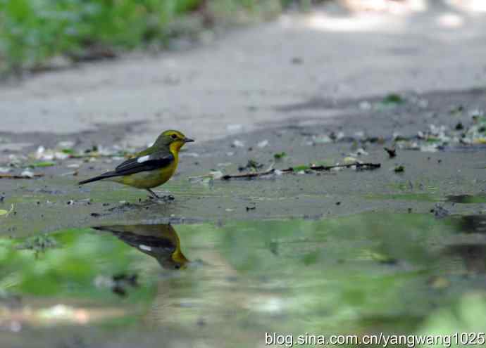 拍照与写博（绿背姬鶲篇）