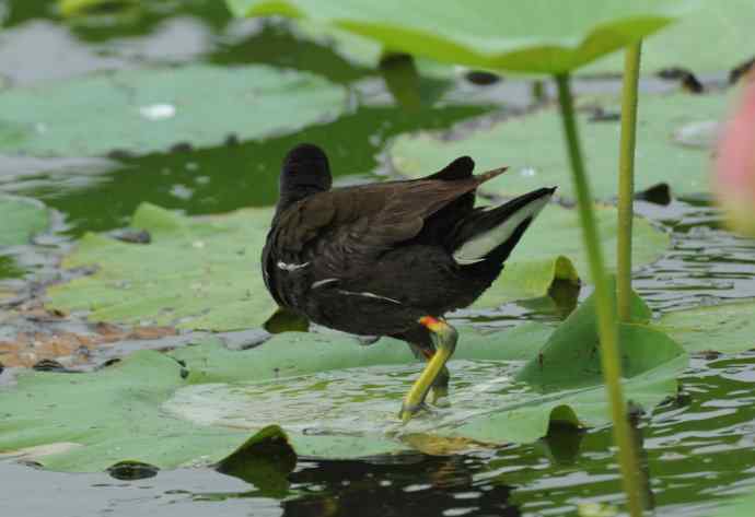 再拍黑水鸡(纪实)2 再拍黑水鸡(纪实)2