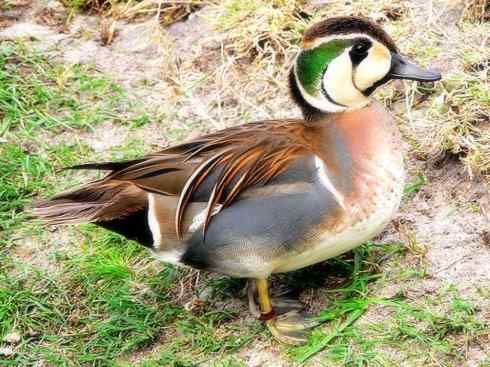 雁鸭之最之六（丑鸭、秋沙鸭、花脸鸭、针尾鸭）