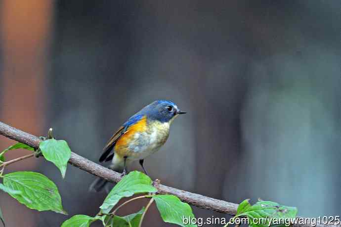 雄性红胁蓝尾鸲(33) 雄性红胁蓝尾鸲(33)