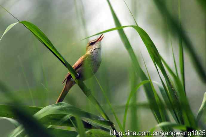 东方大苇莺