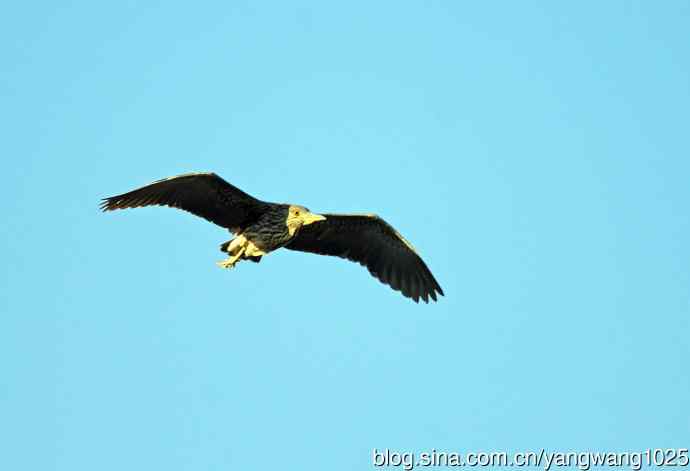 夜鹭MM的展示 wbr1