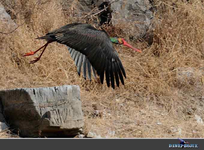 黑鹳和鱼狗 黑鹳和鱼狗