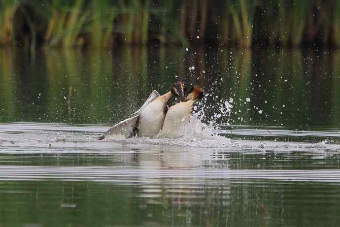 凤头鸊鷉（五）护犊撕打