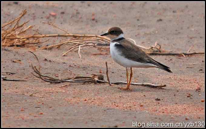 乌梁素海——鸟的天堂(1)(组图)