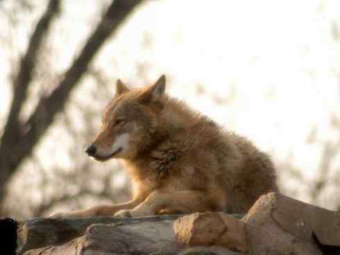 狈：传说的兽原型探秘（狼）