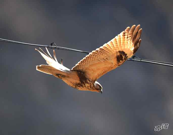 白河峡谷 wbr路 wbr大鵟吞鼠 白河峡谷 wbr路 wbr大鵟吞鼠