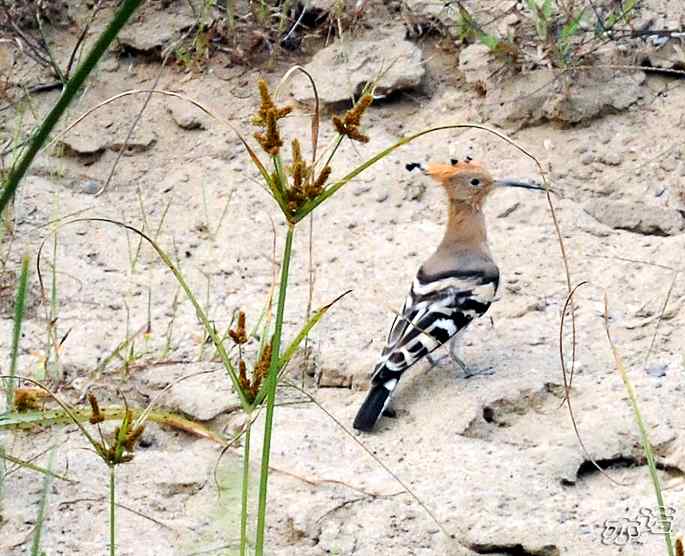 圆明园&nbsp;wbr路&nbsp;wbr昨天拍到的十种鸟（记录版）