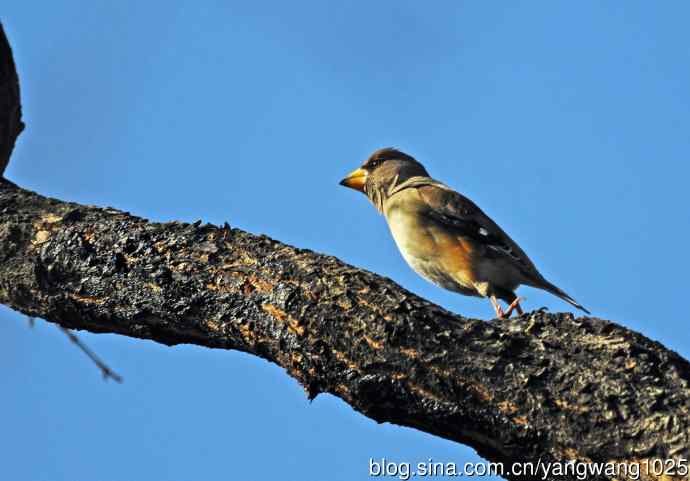 黑尾蜡嘴雀 wbr2