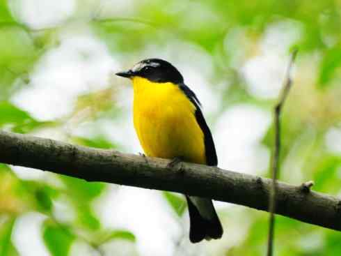 美丽无罪：雀鸟之姬鹟