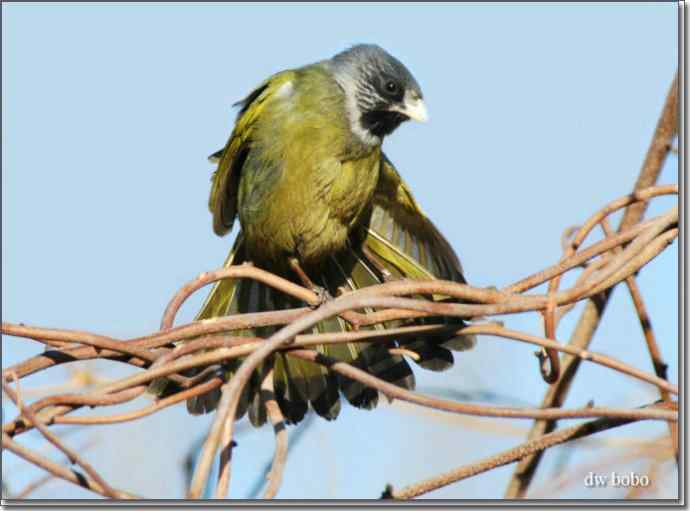 中国特有鸟种-领雀嘴鹎