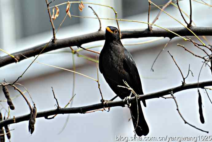 哇！我知道了！它的名字叫乌鸫dong