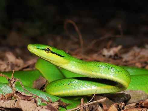 龙:传说的兽原型探秘(树蛇类) 龙:传说的兽原型探秘(树蛇类)