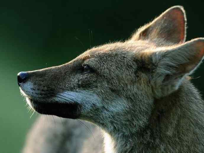犬科：狐亚科伪狐属之高地狐、河狐、秘鲁狐
