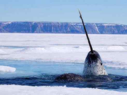 独角兽：传说的兽原型探秘（独角鲸）