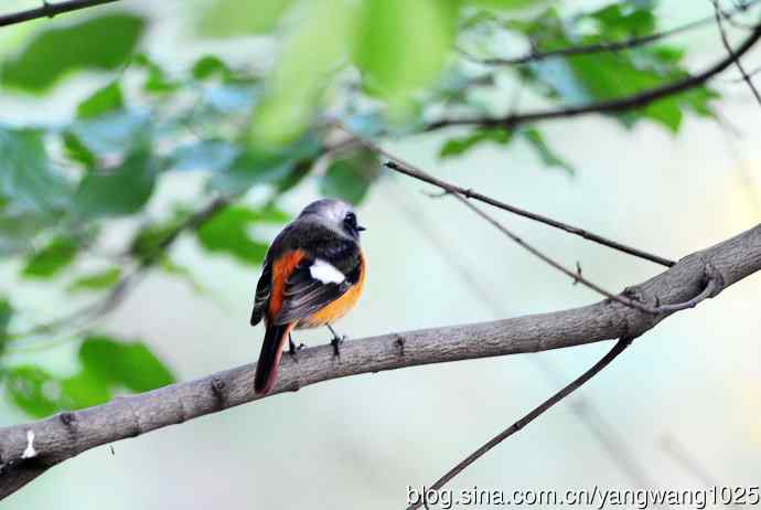 雄性北红尾鸲（13）