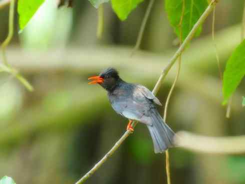 家禽驯化之源之三十（红耳鹎、领雀嘴鹎）