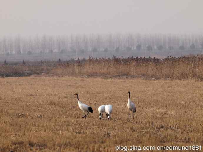 野外的珍禽丹顶鹤-穷人大炮及望远镜拍摄